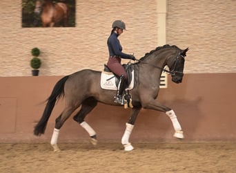 Hanovrien, Hongre, 5 Ans, 175 cm, Bai brun foncé