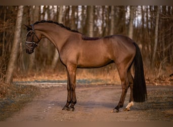 Hanovrien, Hongre, 5 Ans, 175 cm, Bai brun foncé