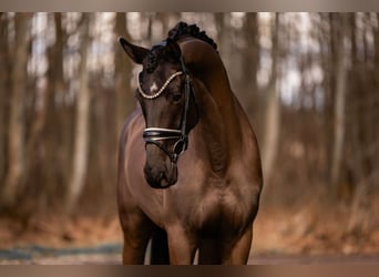 Hanovrien, Hongre, 5 Ans, 175 cm, Bai brun foncé