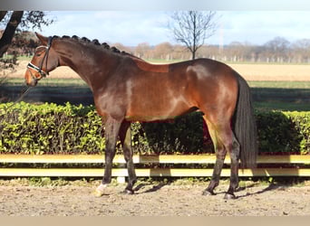 Hanovrien, Hongre, 5 Ans, 175 cm, Bai