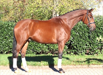 Hanovrien, Hongre, 5 Ans, 175 cm, Bai
