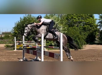 Hanovrien, Hongre, 5 Ans, 175 cm, Gris (bai-dun)