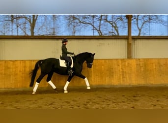 Hanovrien, Hongre, 5 Ans, 175 cm, Noir