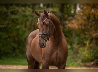 Hanovrien, Hongre, 5 Ans, 176 cm, Alezan brûlé