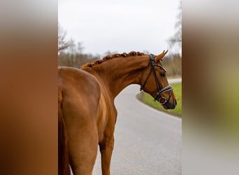 Hanovrien, Hongre, 5 Ans, 176 cm, Alezan