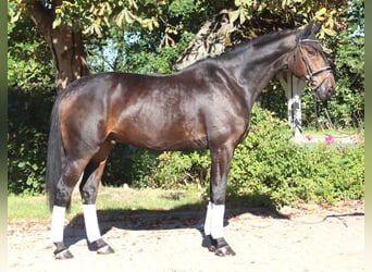 Hanovrien, Hongre, 5 Ans, 176 cm, Bai brun