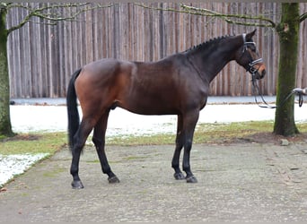 Hanovrien, Hongre, 5 Ans, 176 cm, Bai brun