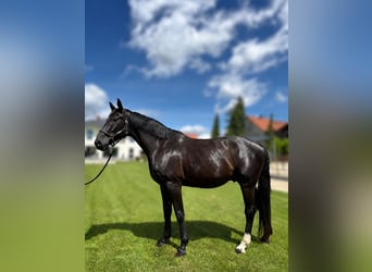 Hanovrien, Hongre, 5 Ans, 176 cm, Noir