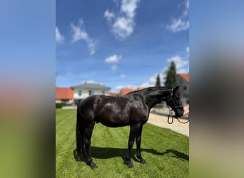 Hanovrien, Hongre, 5 Ans, 176 cm, Noir