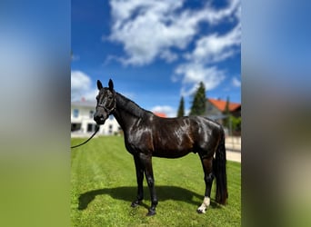Hanovrien, Hongre, 5 Ans, 176 cm, Noir