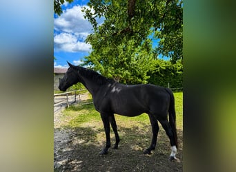 Hanovrien, Hongre, 5 Ans, 176 cm, Noir