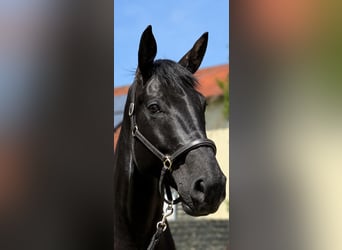 Hanovrien, Hongre, 5 Ans, 176 cm, Noir