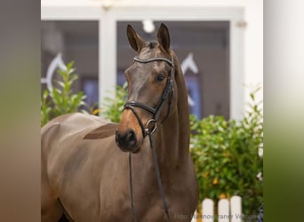 Hanovrien, Hongre, 5 Ans, 177 cm, Bai