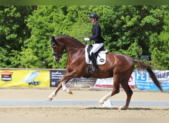 Hanovrien, Hongre, 5 Ans, 178 cm, Alezan brûlé