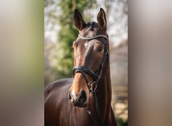 Hanovrien, Hongre, 5 Ans, 178 cm, Bai brun