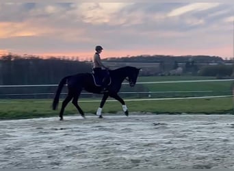 Hanovrien, Hongre, 5 Ans, 178 cm, Bai brun