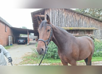 Hanovrien, Hongre, 5 Ans, 178 cm, Bai