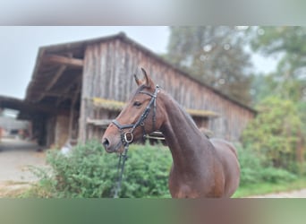 Hanovrien, Hongre, 5 Ans, 178 cm, Bai
