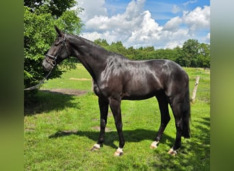Hanovrien, Hongre, 5 Ans, 178 cm, Noir