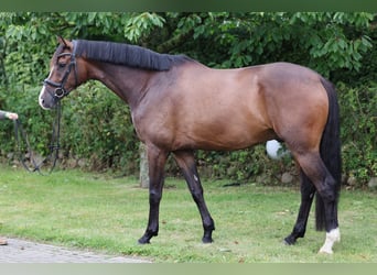 Hanovrien, Hongre, 5 Ans, 180 cm, Bai