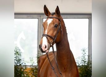 Hanovrien, Hongre, 5 Ans, 183 cm, Bai