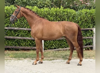 Hanovrien, Hongre, 5 Ans, Alezan brûlé
