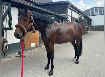 Hanovrien, Hongre, 6 Ans, 164 cm, Bai brun