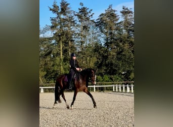 Hanovrien, Hongre, 6 Ans, 164 cm, Bai