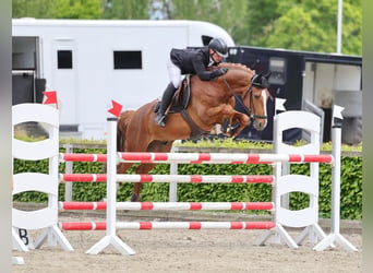 Hanovrien, Hongre, 6 Ans, 165 cm, Alezan