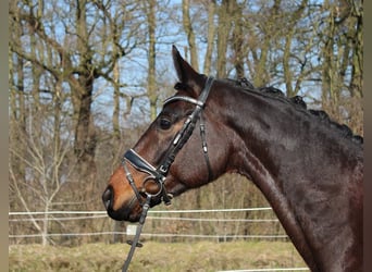Hanovrien, Hongre, 6 Ans, 165 cm, Bai brun