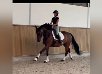 Hanovrien, Hongre, 6 Ans, 165 cm, Bai brun