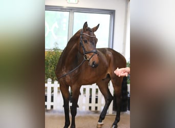 Hanovrien, Hongre, 6 Ans, 165 cm, Bai brun