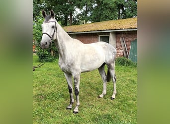Hanovrien, Hongre, 6 Ans, 165 cm, Gris
