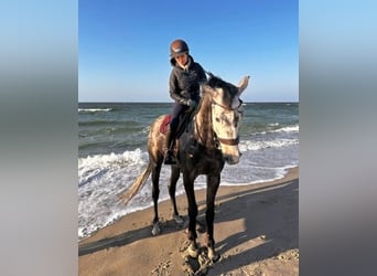 Hanovrien, Hongre, 6 Ans, 165 cm, Gris