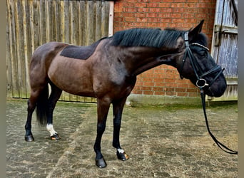 Hanovrien, Hongre, 6 Ans, 165 cm, Noir