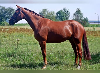 Hanovrien, Hongre, 6 Ans, 166 cm, Alezan