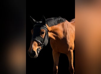 Hanovrien, Hongre, 6 Ans, 166 cm, Bai cerise