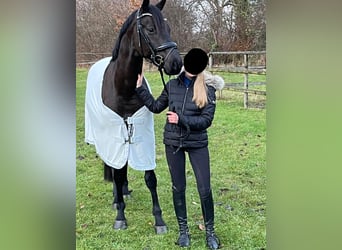 Hanovrien, Hongre, 6 Ans, 167 cm, Bai brun