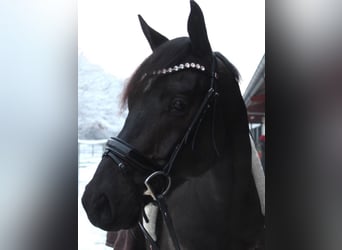 Hanovrien, Hongre, 6 Ans, 167 cm, Bai brun