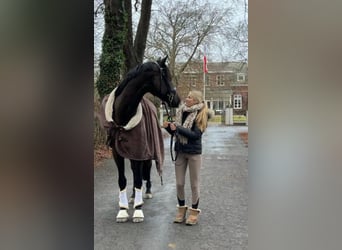 Hanovrien, Hongre, 6 Ans, 167 cm, Bai brun