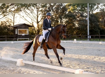 Hanovrien, Hongre, 6 Ans, 167 cm, Bai