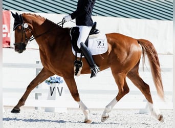 Hanovrien, Hongre, 6 Ans, 168 cm, Alezan
