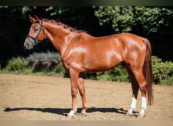 Hanovrien, Hongre, 6 Ans, 168 cm, Alezan
