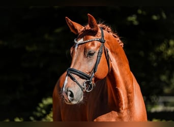 Hanovrien, Hongre, 6 Ans, 168 cm, Alezan