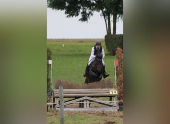 Hanovrien, Hongre, 6 Ans, 168 cm, Bai brun foncé