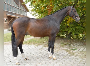 Hanovrien, Hongre, 6 Ans, 168 cm, Bai