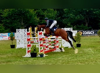 Hanovrien, Hongre, 6 Ans, 168 cm, Bai cerise