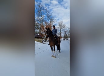 Hanovrien, Hongre, 6 Ans, 168 cm, Bai