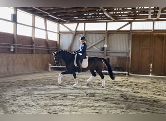 Hanovrien, Hongre, 6 Ans, 168 cm, Bai