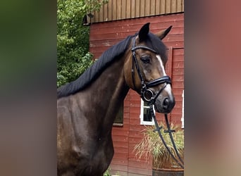 Hanovrien, Hongre, 6 Ans, 168 cm, Bai